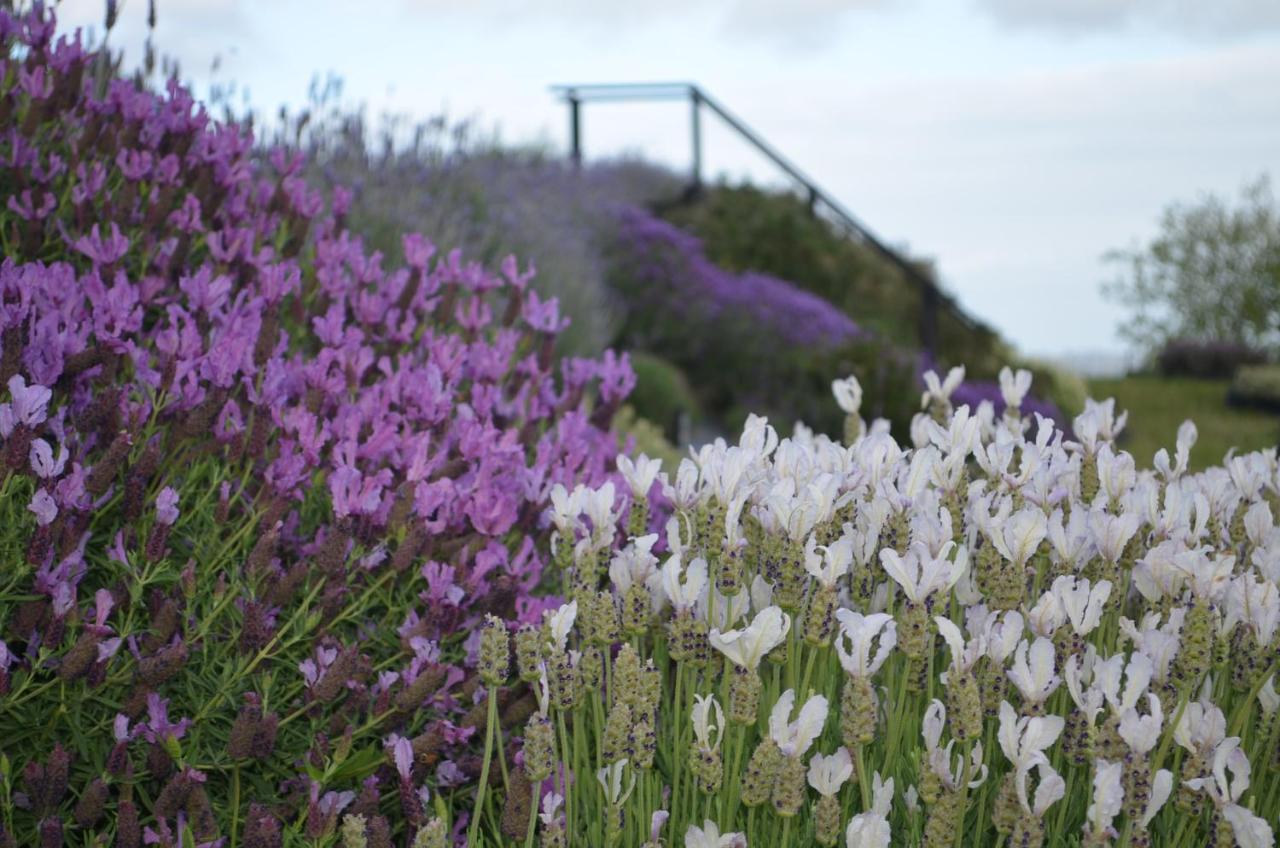 Lavender Hill Bed and Breakfast Riverhead Exteriör bild