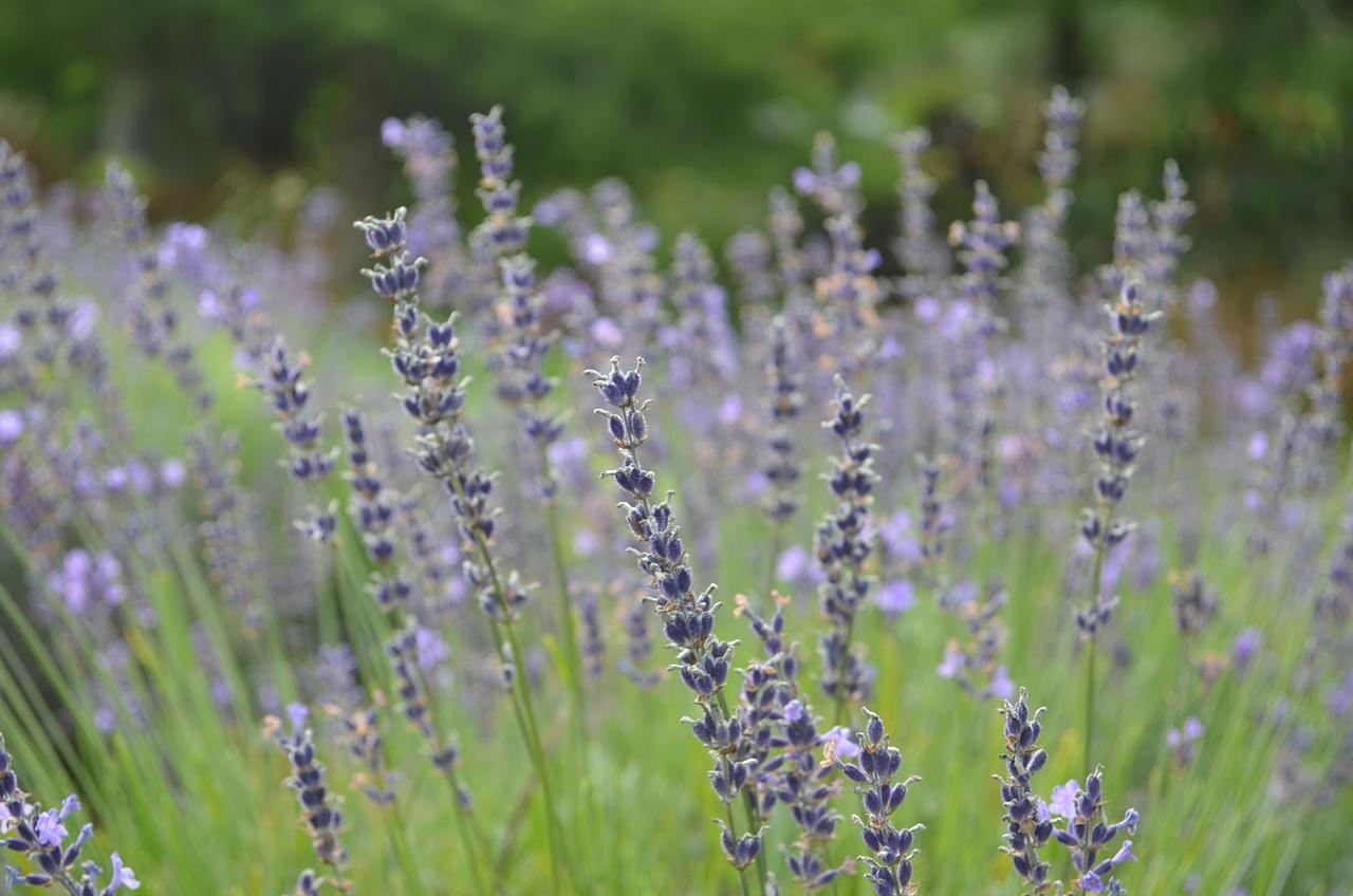 Lavender Hill Bed and Breakfast Riverhead Exteriör bild